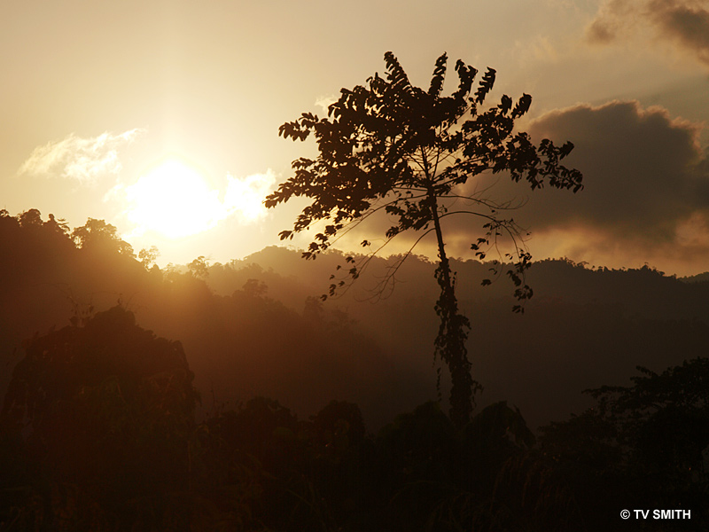 Into The Rainforest - Selai National Park - RFC Johor 2009