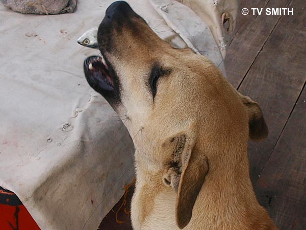 A Fisherman's Dog
