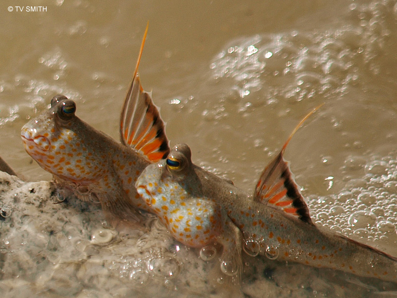 Those Mysterious Perakian Eyes